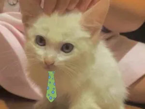 Gato raça Mestiço  idade 2 a 6 meses nome Floquinho 