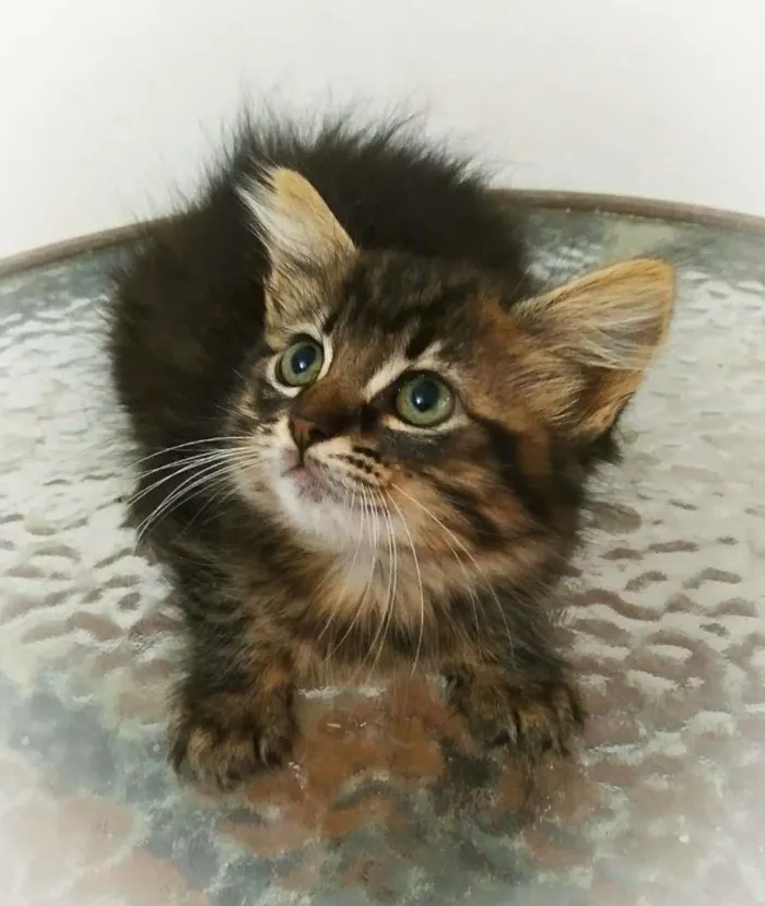 Gato raça srd idade 2 a 6 meses nome Betina