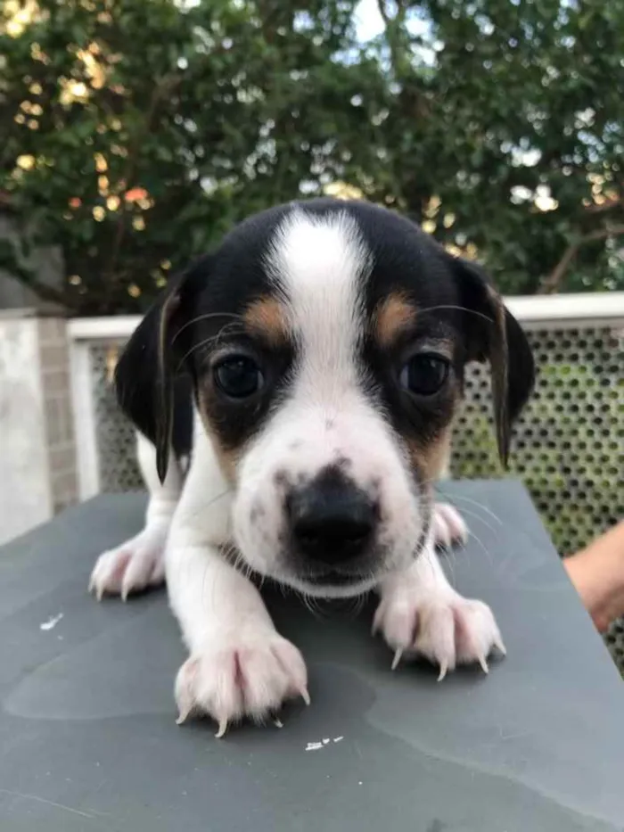 Cachorro raça SRD idade Abaixo de 2 meses nome Sem Nome