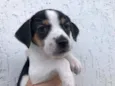 Cachorro raça SRD idade Abaixo de 2 meses nome Sem Nome