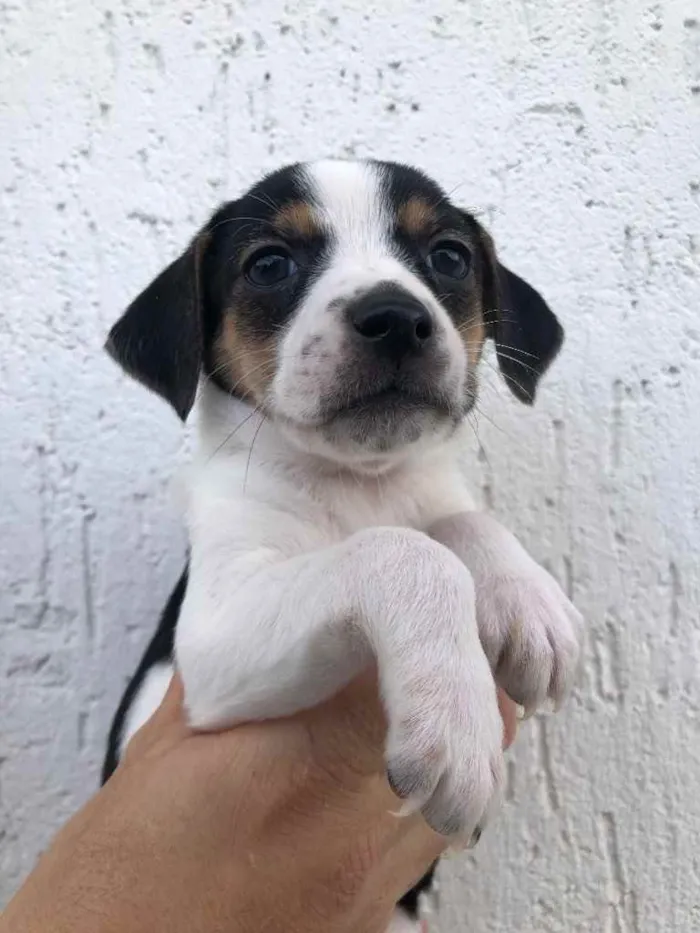 Cachorro raça SRD idade Abaixo de 2 meses nome Sem Nome