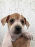 Cachorro raça SRD  idade Abaixo de 2 meses nome Sem nome
