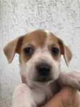 Cachorro raça SRD  idade Abaixo de 2 meses nome Sem nome
