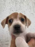 Cachorro raça SRD  idade Abaixo de 2 meses nome Sem nome