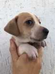 Cachorro raça SRD idade Abaixo de 2 meses nome Sem Nome