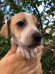 Cachorro raça SRD idade Abaixo de 2 meses nome Sem Nome