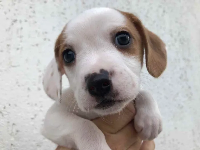 Cachorro raça SRD  idade Abaixo de 2 meses nome Sem nome