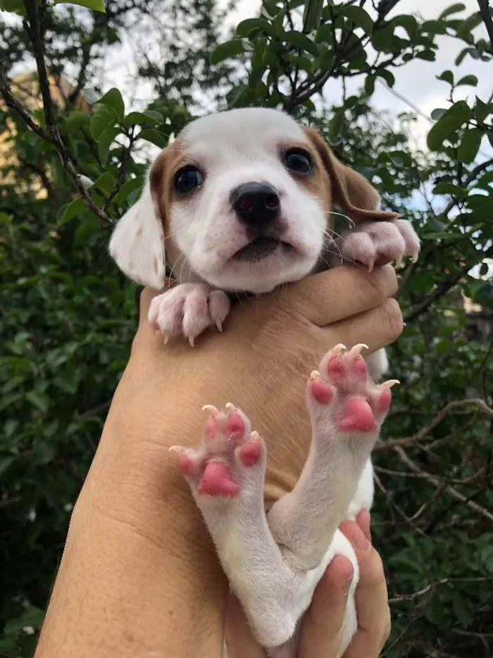 Cachorro raça SRD  idade Abaixo de 2 meses nome Sem nome
