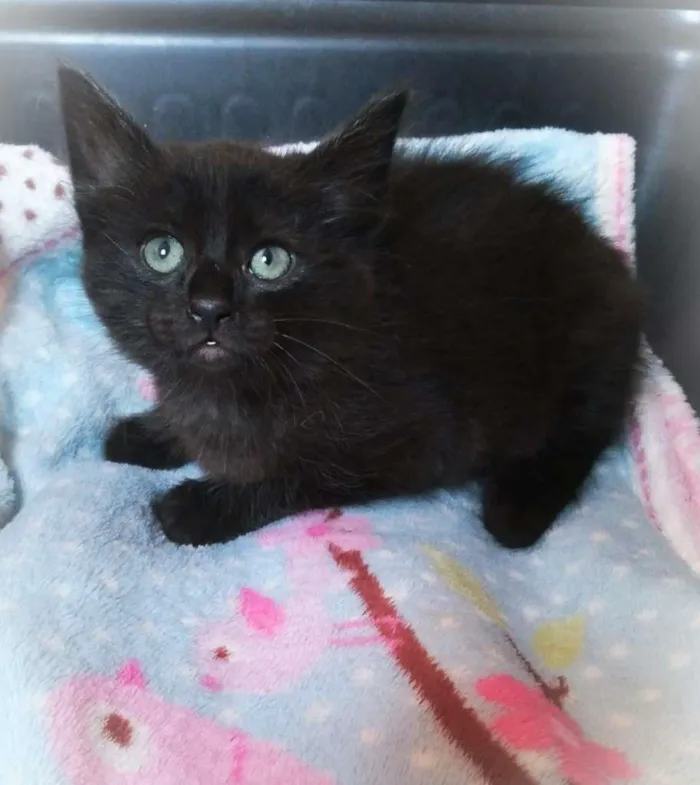 Gato raça srd idade 2 a 6 meses nome Donna