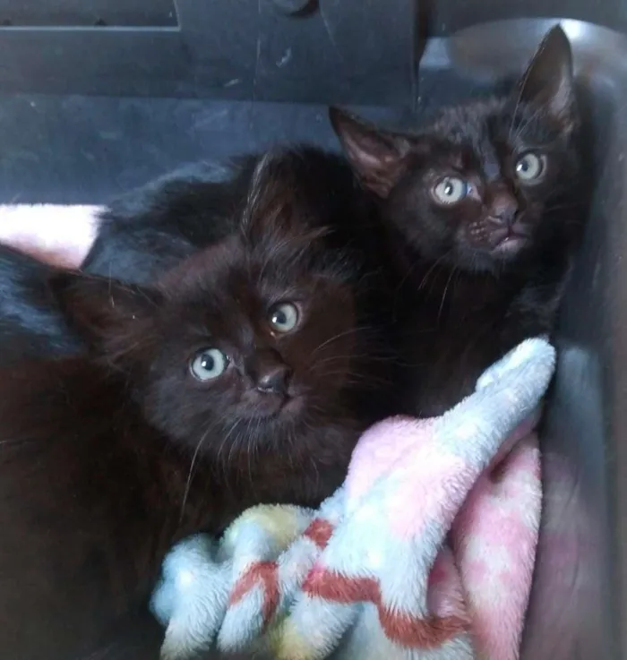 Gato raça srd idade 2 a 6 meses nome Donna