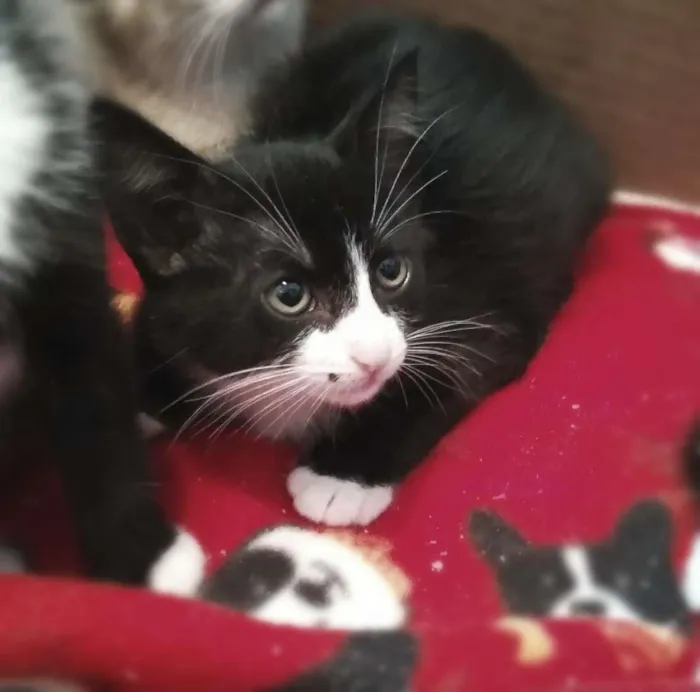 Gato raça srd idade 2 a 6 meses nome Felipo