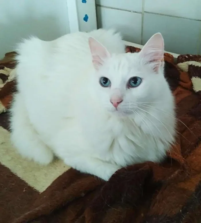 Gato raça srd idade 5 anos nome Thor