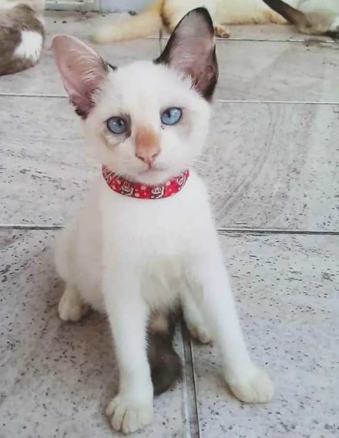 Gato ra a SRD idade 2 a 6 meses nome Gatinha para adoção