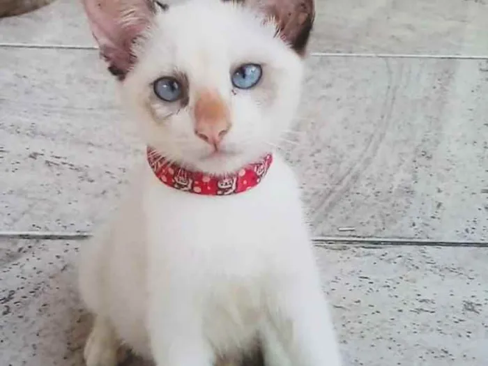 Gato ra a SRD idade 2 a 6 meses nome Gatinha para adoção