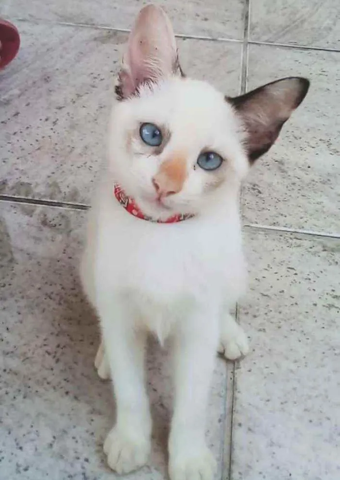 Gato ra a SRD idade 2 a 6 meses nome Gatinha para adoção