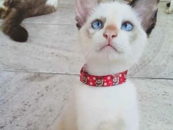 Gato ra a SRD idade 2 a 6 meses nome Gatinha para adoção