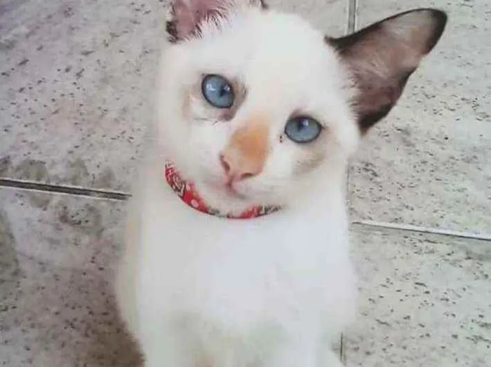 Gato ra a SRD idade 2 a 6 meses nome Gatinha para adoção