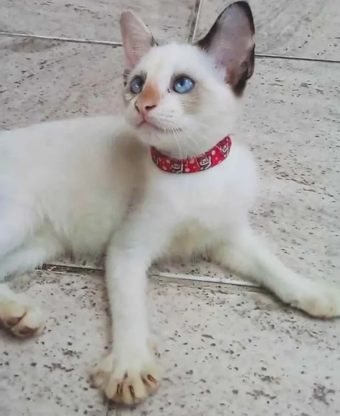 Gato ra a SRD idade 2 a 6 meses nome Gatinha para adoção