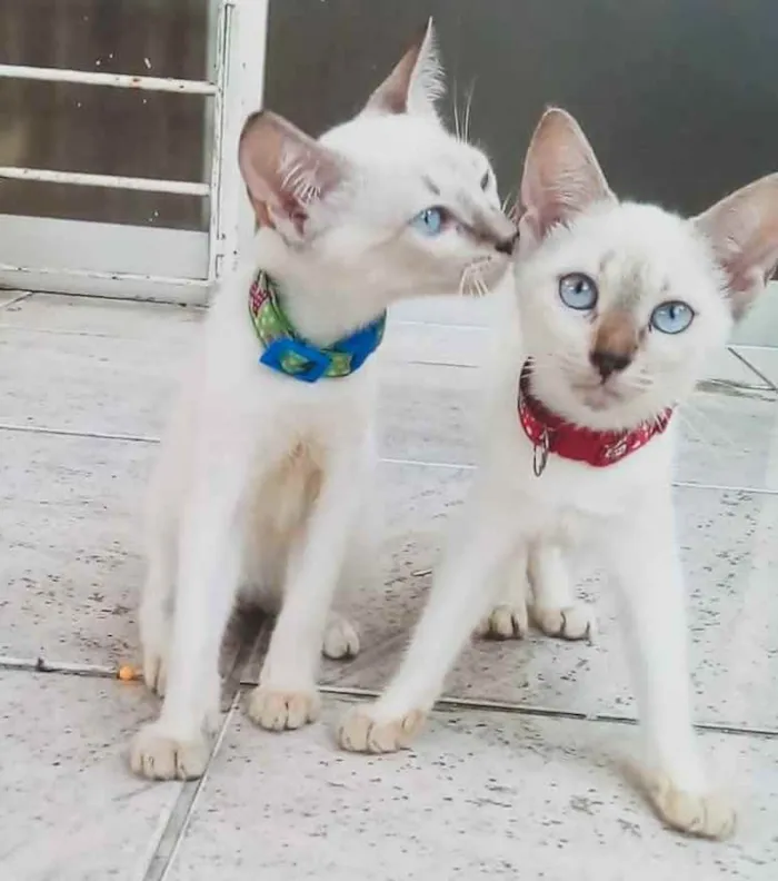 Gato ra a SRD idade 2 a 6 meses nome Casal de filhotes