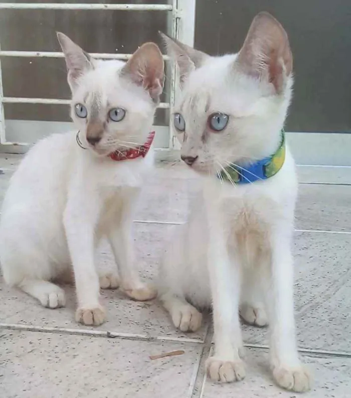 Gato ra a SRD idade 2 a 6 meses nome Casal de filhotes