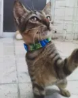 Gatinho para adoção