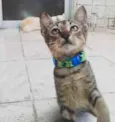 Gatinho para adoção