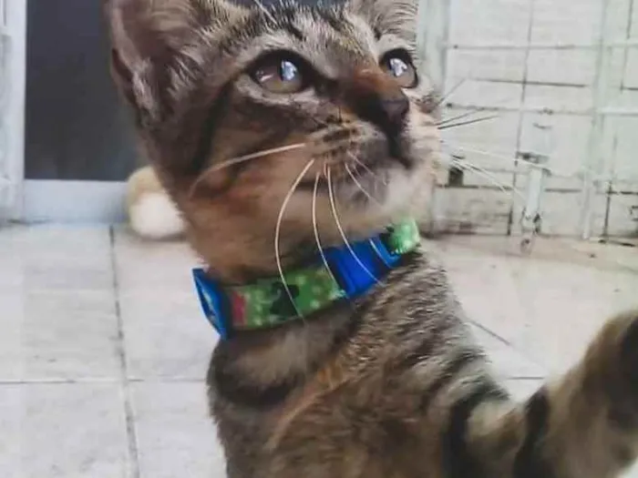 Gato ra a SRD idade 2 a 6 meses nome Gatinho para adoção