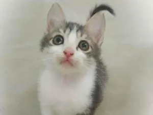 Gato raça srd idade 2 a 6 meses nome Gary