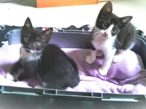 Gato raça srd idade 2 a 6 meses nome Tatinha & Janjão