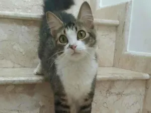 Gato raça srd idade 7 a 11 meses nome Raquel