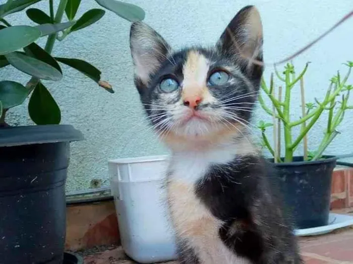 Gato raça srd idade 2 a 6 meses nome Esther