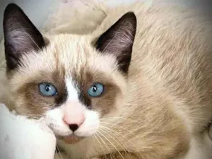 Gato raça srd idade 2 a 6 meses nome July & April