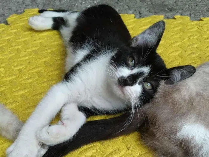 Gato raça srd idade 2 a 6 meses nome Tony