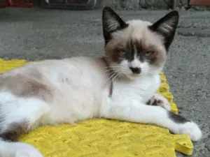 Gato raça srd idade 2 a 6 meses nome Theo