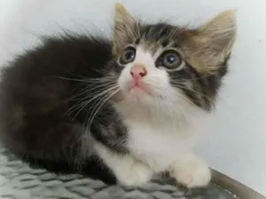 Gato raça srd idade 2 a 6 meses nome Robinho