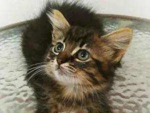 Gato raça srd idade 2 a 6 meses nome Betina