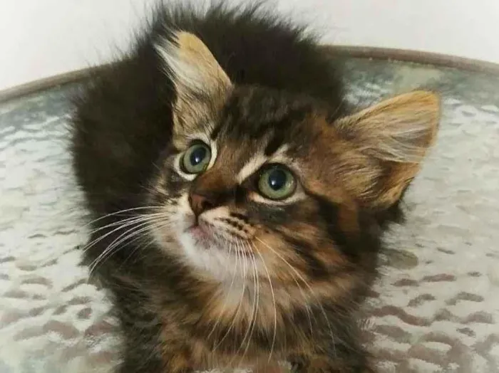 Gato raça srd idade 2 a 6 meses nome Betina