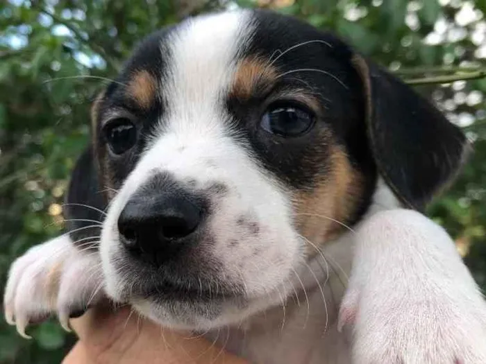 Cachorro raça SRD idade Abaixo de 2 meses nome Sem Nome