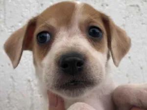 Cachorro raça SRD  idade Abaixo de 2 meses nome Sem nome