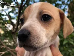 Cachorro raça SRD idade Abaixo de 2 meses nome Sem Nome