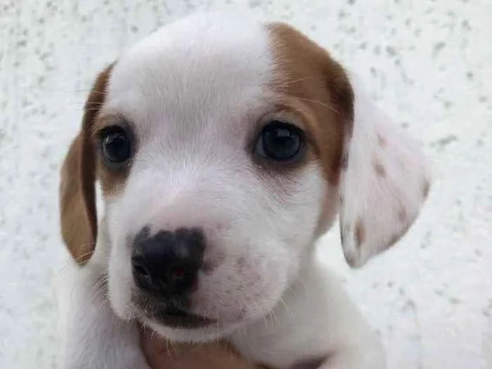 Cachorro raça SRD  idade Abaixo de 2 meses nome Sem nome