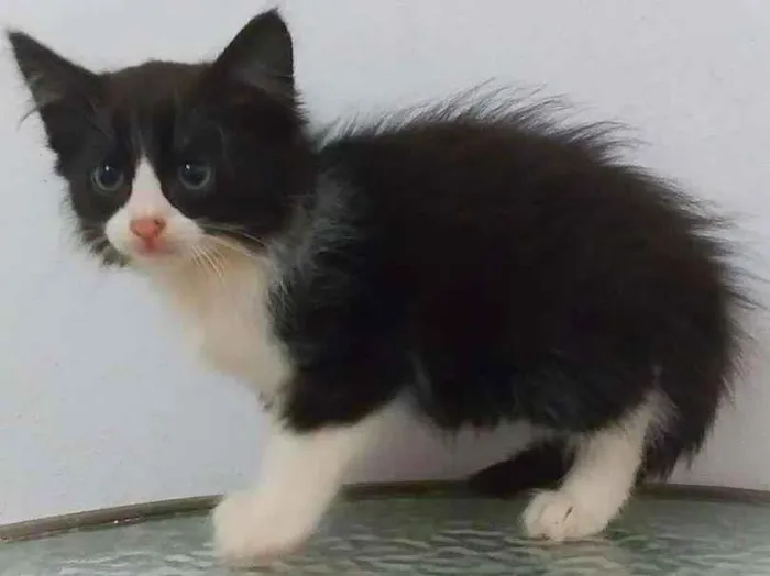 Gato raça srd idade 2 a 6 meses nome Ingrid