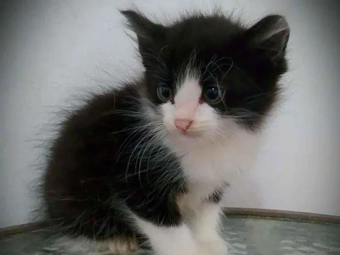 Gato raça srd idade 2 a 6 meses nome Beto