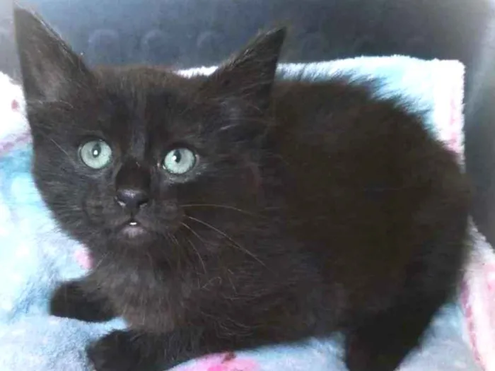 Gato raça srd idade 2 a 6 meses nome Donna