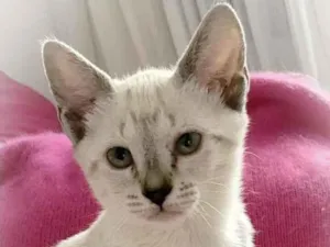 Gato raça srd idade 2 a 6 meses nome Lua