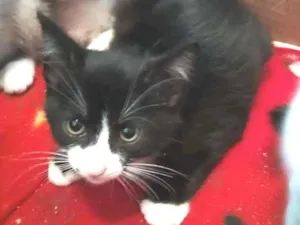 Gato raça srd idade 2 a 6 meses nome Felipo