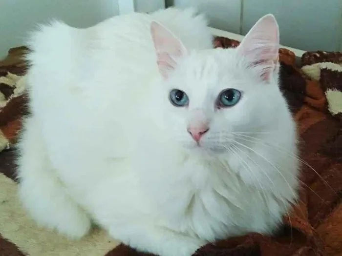 Gato raça srd idade 5 anos nome Thor