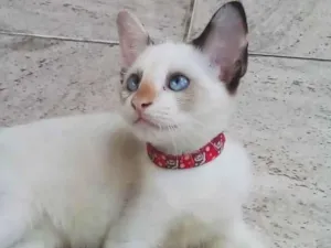 Gato raça SRD idade 2 a 6 meses nome Gatinha para adoção