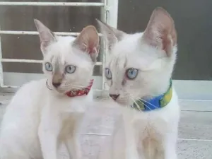 Gato raça SRD idade 2 a 6 meses nome Casal de filhotes