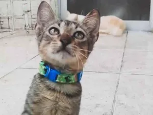 Gato raça SRD idade 2 a 6 meses nome Gatinho para adoção